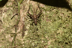 Phalangopsidae