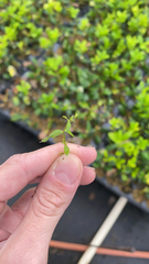 Lindernia dubia anagallidea