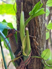 Anthurium pentaphyllum pentaphyllum