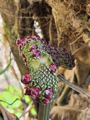 Anthurium pentaphyllum pentaphyllum