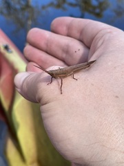 Leptysma marginicollis