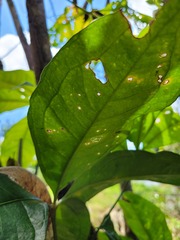 Anthurium pentaphyllum pentaphyllum
