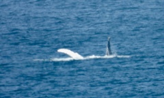 Megaptera novaeangliae australis