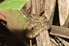Bothrops atrox