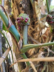 Anthurium pentaphyllum pentaphyllum
