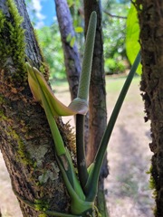 Anthurium pentaphyllum pentaphyllum
