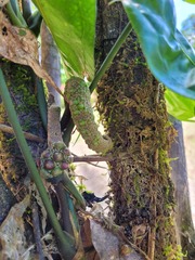 Anthurium pentaphyllum pentaphyllum