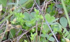 Cerastium brachypetalum