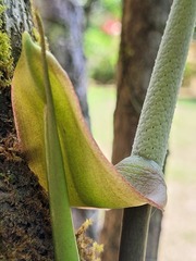 Anthurium pentaphyllum pentaphyllum