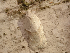 Acleris logiana