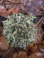 Platismatia tuckermanii