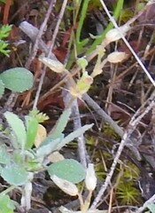 Cerastium brachypetalum