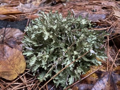 Platismatia tuckermanii