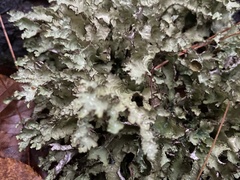 Platismatia tuckermanii