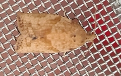 Epiphyas postvittana