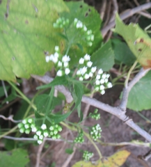 Ageratina havanensis