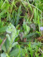 Plantago coronopus