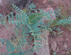 Astragalus praelongus