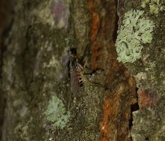 Dactylomyia lateralis