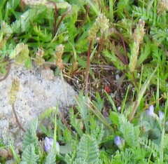 Plantago coronopus