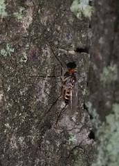 Dactylomyia lateralis