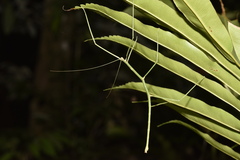 Phanocloidea muricata