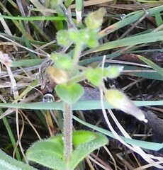 Cerastium glomeratum