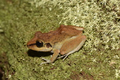 Pristimantis zeuctotylus