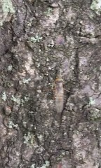 Dactylomyia lateralis