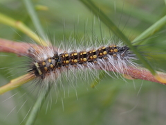 Anthela rubeola