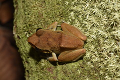 Pristimantis zeuctotylus