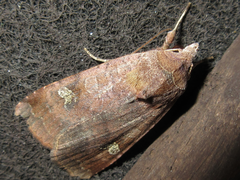 Diarsia canescens