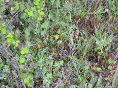Biserrula pelecinus