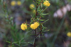 Acacia brownii
