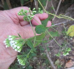 Ageratina havanensis