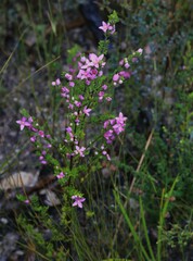 Boronia granitica