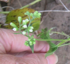Ageratina havanensis