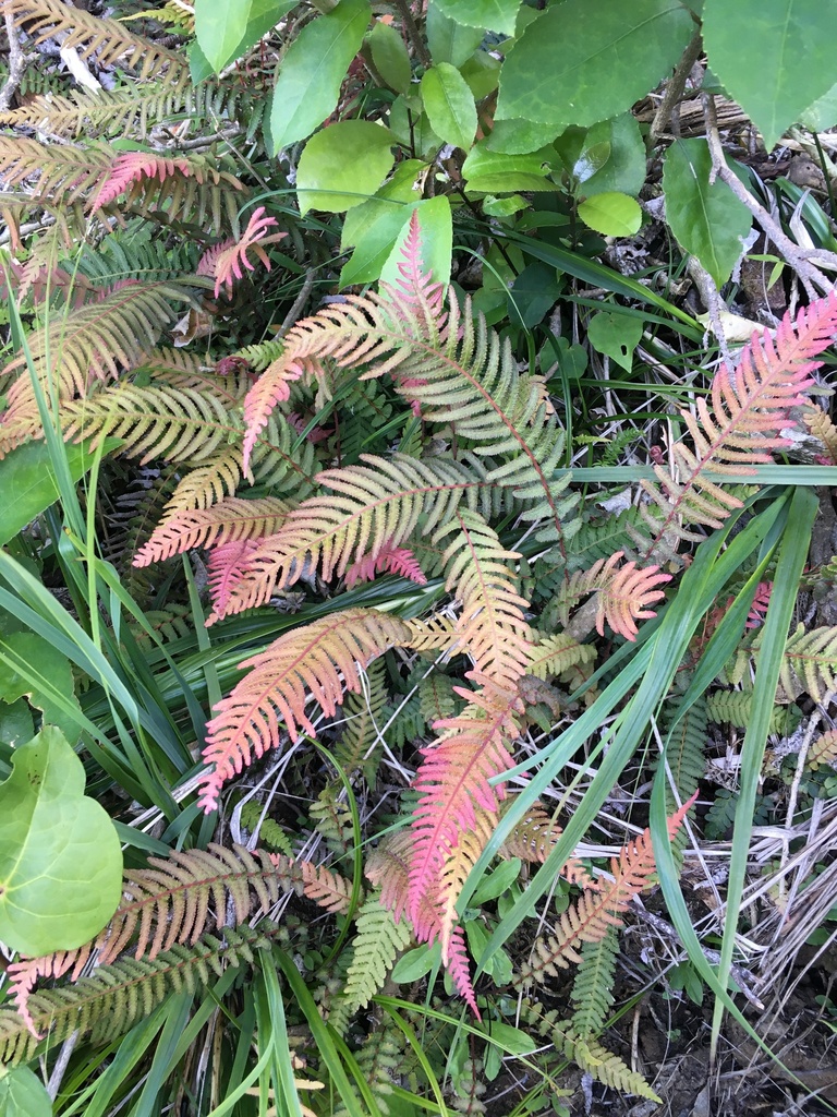 Rasp fern from North Island, Auckland, Auckland, NZ on October 23, 2022 ...