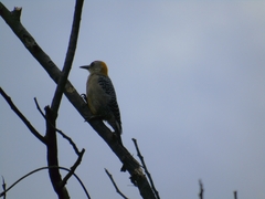 Melanerpes hoffmannii