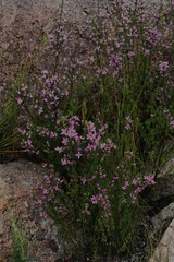 Boronia granitica