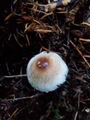 Lepiota castaneidisca