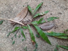 Paspalum langei