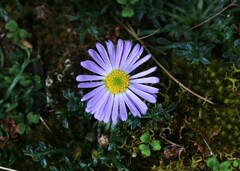 Brachyscome stuartii