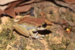Pristimantis zeuctotylus