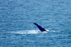 Megaptera novaeangliae australis