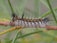 Anthela rubeola