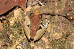Pristimantis zeuctotylus