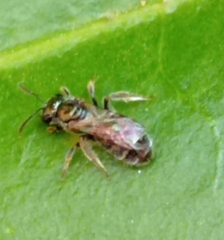 Lasioglossum