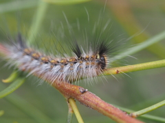 Anthela rubeola