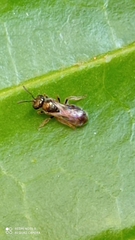 Lasioglossum